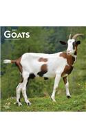 Goats 2021 Square