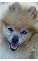 Smiling Pomeranian Dog Up Close Journal