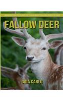 Fallow Deer