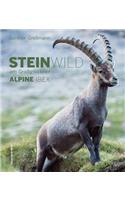 Alpine Ibex