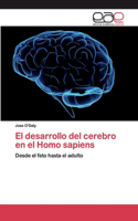 desarrollo del cerebro en el Homo sapiens