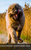 Caucasian Shepherd Dog