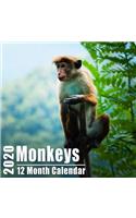 Monkeys Small Calendar 2020