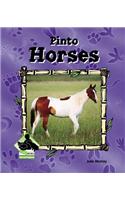 Pinto Horses