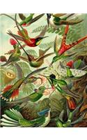 Haeckel's Hummingbirds Composition Notebook