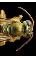 Bee Notebook