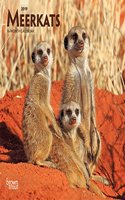 Meerkats 2019 Mini Wall Calendar