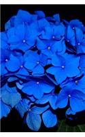 Magnificent Nikko Blue Mophead Hydrangea Journal: Take Notes, Write Down Memories in this 150 Page Lined Journal