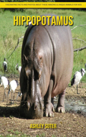 Hippopotamus