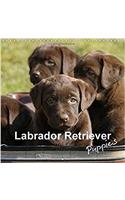 Labrador Retriever Puppies 2017