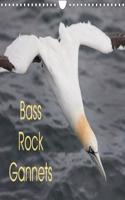 Bass Rock Gannets 2018