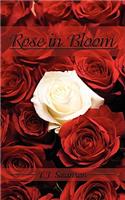 Rose in Bloom