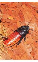 The Giant Cockroach Journal - Normal Size Journal, the Roaches are Big: 150 page lined notebook/diary