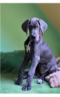 A Gorgeous Blue Great Dane Dog Journal: 150 Page Lined Notebook/Diary