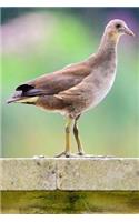 Notebook A Moorhen Chick on a Ledge