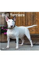 Bull Terriers 2021 Square