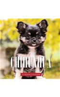 Chihuahua Calendar 2017