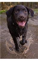 Delighted Chocolate Labrador Retriever Running in the Water Journal: 150 Page Lined Notebook/Diary