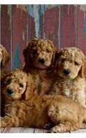 Look at the Sweet Goldendoodle Puppy Dogs Pet Journal