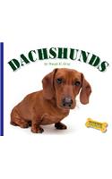 Dachshunds