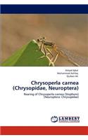 Chrysoperla carnea (Chrysopidae, Neuroptera)