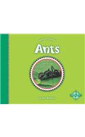 Ants