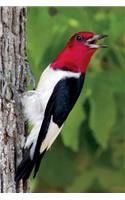 Red-Headed Woodpecker Journal: 150 page lined notebook/diary