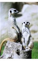 Two Meerkats Just Chillin' Journal: 150 Page Lined Notebook/Diary