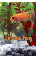 Tropical Fish