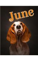 June: Personalized Address Book, Large Print, 8 1/2" X 11"