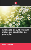 Avaliação de Antirrhinum majus em condições de proteção