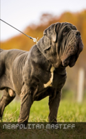 Neapolitan Mastiff