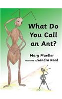 What Do You Call an Ant?