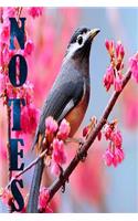 Notes: Bird Notebook, Journal, Diary size 6x9