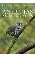 Antpittas and Gnateaters