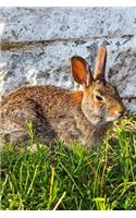 Wild Rabbit Enjoying the Sun in the Backyard Wildlife Journal: 150 Page Lined Notebook/Diary