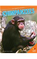 Chimpanzees