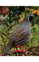 Quail Sketchbook