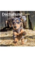 Dachshund Puppies 2021 Mini 7x7