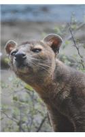 Fossa Hunting Cat Checking Things Out Journal: 150 page lined notebook/diary