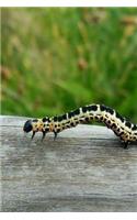 Creeping Caterpillar on a Log Notebook
