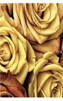 Colorful roses yellow Version