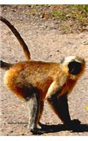 Monkey Notebook