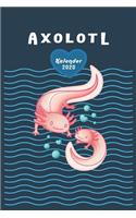 Axolotl Kalender 2020 für Liebhaber der kleine Schwanzlurche aus Mittelamerika