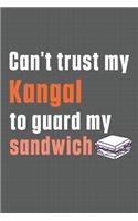 Can't trust my Kangal to guard my sandwich: For Kangal Dog Breed Fans