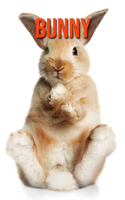 Bunny: Super Fun Facts And Amazing Pictures