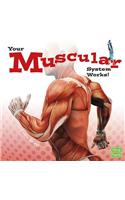 Muscular