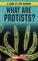 What Are Protists?