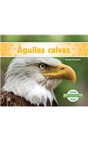 Aguilas Calvas (Bald Eagles)