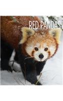 Red Pandas